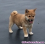 Fotos del anuncio: Regalo - Cachorros de Shiba Inu disponibles ahora. +34 613503685