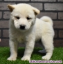 Fotos del anuncio: Regalo - Cachorros de Shiba Inu disponibles ahora. +34 613503685