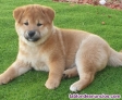 Fotos del anuncio: Regalo - Cachorros de Shiba Inu disponibles ahora. +34 613503685