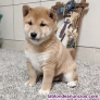 Fotos del anuncio: Regalo - Cachorros de Shiba Inu disponibles ahora. +34 613503685