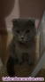 Fotos del anuncio: Busco gato scottish para monta 