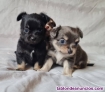 Fotos del anuncio: Regalo de San Valentn - Cachorros de Chihuahua: +34 613466679