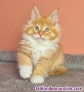 Fotos del anuncio: Gatitos Maine Coon gccf reg +34 613872429