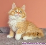 Fotos del anuncio: Gatitos Maine Coon gccf reg +34 613872429