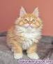 Fotos del anuncio: Gatitos Maine Coon gccf reg +34 613872429