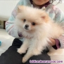 Fotos del anuncio: Regalo Mini cachorros de Pomerania ya disponible +34 632 11 8565