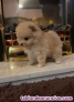 Fotos del anuncio: Regalo Mini cachorros de Pomerania ya disponible +34 632 11 8565