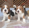 Fotos del anuncio: Adorables cachorros Beagle en adopcin