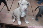 Adopcin Cachorros de American Pitbull Terrier +34 634157827