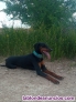 Fotos del anuncio: Doy en adopcion doberman hembra de 2 aos y 7 meses. De raza.