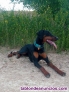 Fotos del anuncio: Doy en adopcion doberman hembra de 2 aos y 7 meses. De raza.