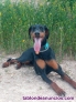 Fotos del anuncio: Doy en adopcion doberman hembra de 2 aos y 7 meses. De raza.