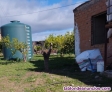 Fotos del anuncio: Estupenda Finca de 11.000 M2 Con Limones ecolgico,