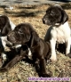 Fotos del anuncio: Cachorros braco alemn