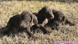 Fotos del anuncio: Cachorros braco alemn