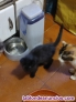 Preciosos gatitos de mi gata buscan nuevo hogar. Nacidos el 1 de diciembre de 20