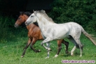 Fotos del anuncio: Caballos andaluces en venta.