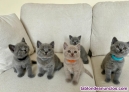 Fotos del anuncio: Gatitos british shorthair machos y hembras