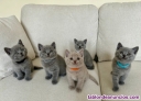 Fotos del anuncio: Gatitos british shorthair machos y hembras