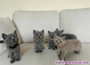 Fotos del anuncio: Gatitos british shorthair machos y hembras