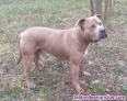 Fotos del anuncio: Regalo macho 2 aos de American Stafforshire Terrier 