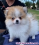 Fotos del anuncio: Regalo Adorables Cachorros de Pomerania +34 632192748