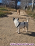 Fotos del anuncio: Busco hembra jack Russell  para mi macho