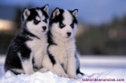 Fotos del anuncio: Regalo cachorros de Husky Siberiano whatsapp(+34670474267)