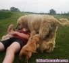 Fotos del anuncio: Cachorros de golden retriever pura raza 