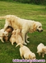 Fotos del anuncio: Cachorros de golden retriever pura raza 