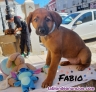 Fotos del anuncio: Cachorros en adopcin 