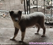 Fotos del anuncio: Border collie silver macho y lilac hembra madre trufera