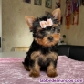 Fotos del anuncio: Regalo Cachorros de Yorkshire Terrier Toy +34 613 50 36 85