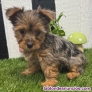 Fotos del anuncio: Regalo Cachorros de Yorkshire Terrier Toy +34 613 50 36 85