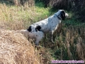 Fotos del anuncio: Setter ingles macho