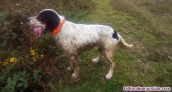 Fotos del anuncio: Setter ingles macho