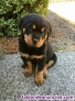 Fotos del anuncio: Cachorros De Rottweiler Hembra y Macho