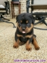 Fotos del anuncio: Cachorros De Rottweiler Hembra y Macho