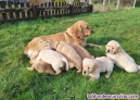 Fotos del anuncio: Cachorros Golden Retriever Pura raza WhatsApp 603-168-487..