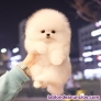 Cachorros de Pomerania contacto (j a s o n o l i v i a 3 5 5 @g mail .com)