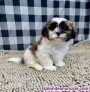 Fotos del anuncio: Regalo Excelente Cachorros de Shih Tzu +34 603.255.118