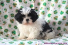 Fotos del anuncio: Regalo Excelente Cachorros de Shih Tzu +34 603.255.118