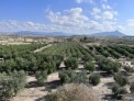 Fotos del anuncio: Finca de 15 tahullas, con plantacion de oliveras, 