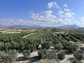 Fotos del anuncio: Finca de 15 tahullas, con plantacion de oliveras, 