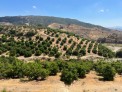 Fotos del anuncio: Finca con cortijo  en casarabonela con 220.000 met