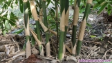 Fotos del anuncio: Plantas de bambu gigante