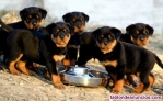 Fotos del anuncio: Rottweiler magnficos cachorros whatsapp numero 613 682 454