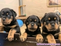 Fotos del anuncio: Rottweiler magnficos cachorros whatsapp numero 613 682 454