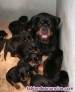 Fotos del anuncio: Rottweiler magnficos cachorros whatsapp numero 613 682 454