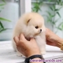 Fotos del anuncio: CACHORROS PRECIOSOS DE POMERANIA TOY machos y hembras 613682454